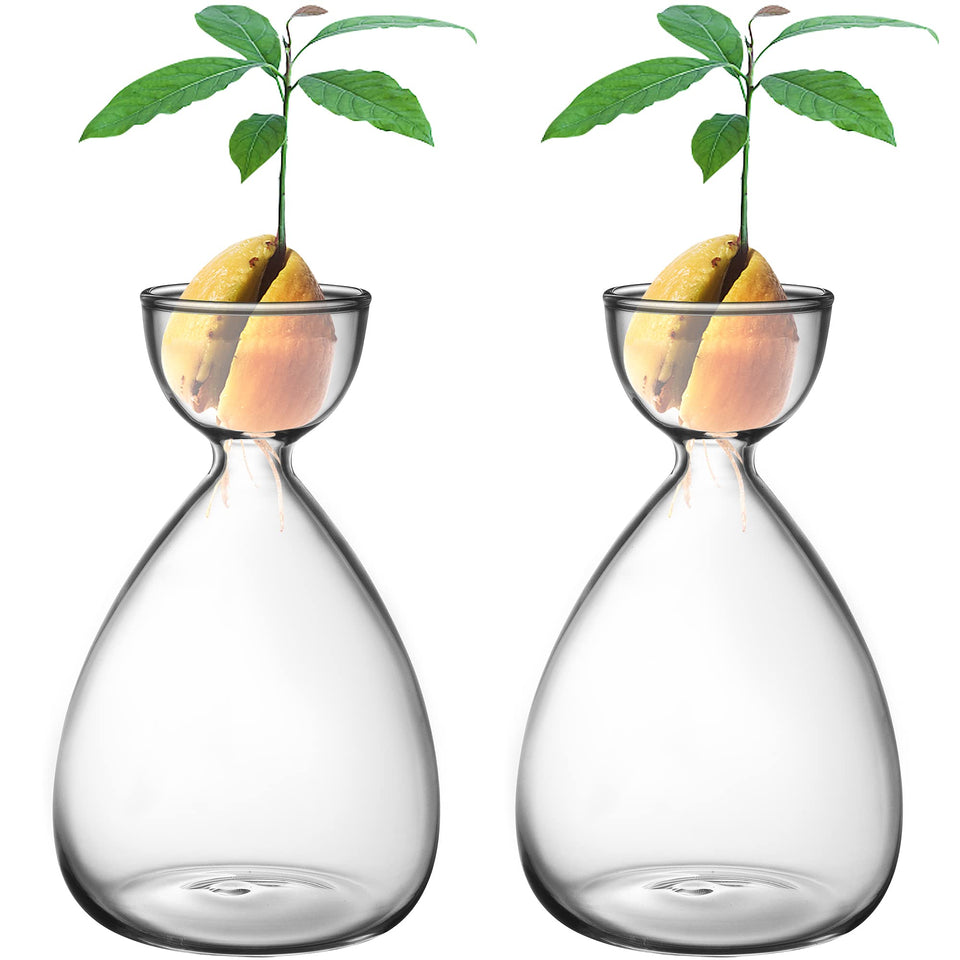 RunNico avocado seed starter vase with compact glass design for easy seed germination.