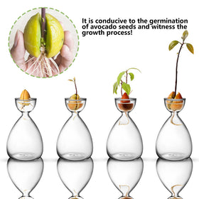 RunNico seed vase for avocado pits, simple-use cradle design.