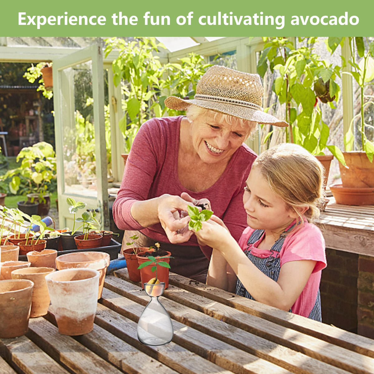 RunNico avocado seed vase germination display for family learning.