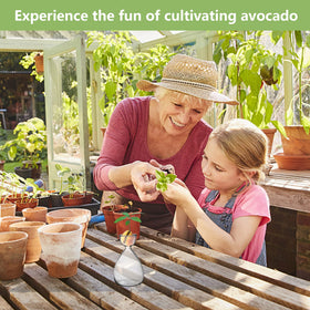RunNico avocado seed vase germination display for family learning.