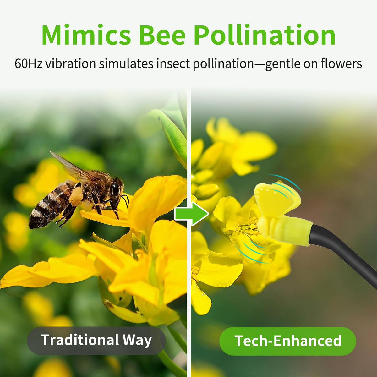 RUNWUSHENG pollination tool in a greenhouse environment for indoor cultivation