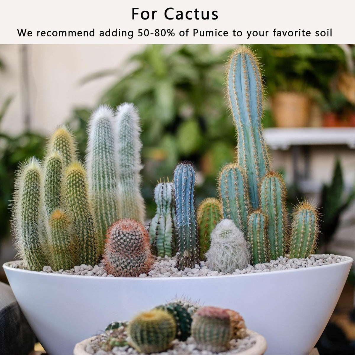 Rurtsva pumice mixed with peat potting soil creates bonsai- and succulent-friendly substrate.