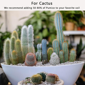 Rurtsva pumice mixed with peat potting soil creates bonsai- and succulent-friendly substrate.