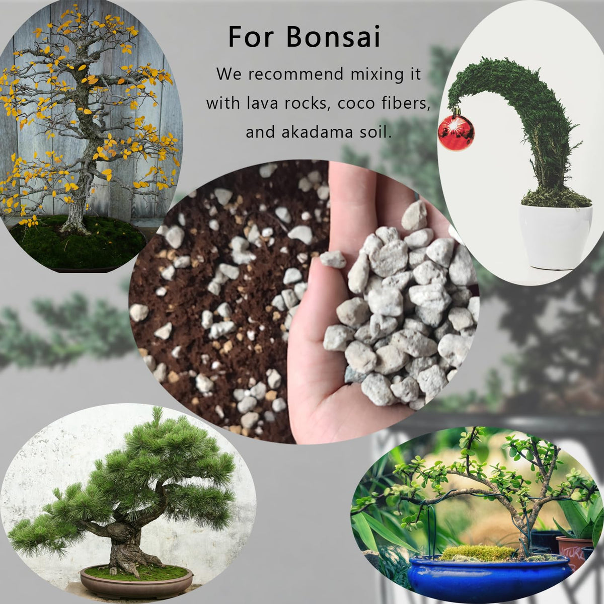 Rurtsva pumice soil amendment enhances bonsai soil by keeping it loose and breathable.