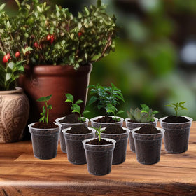 RXLWYUNLAE pots shown with seedlings for indoor or outdoor use.