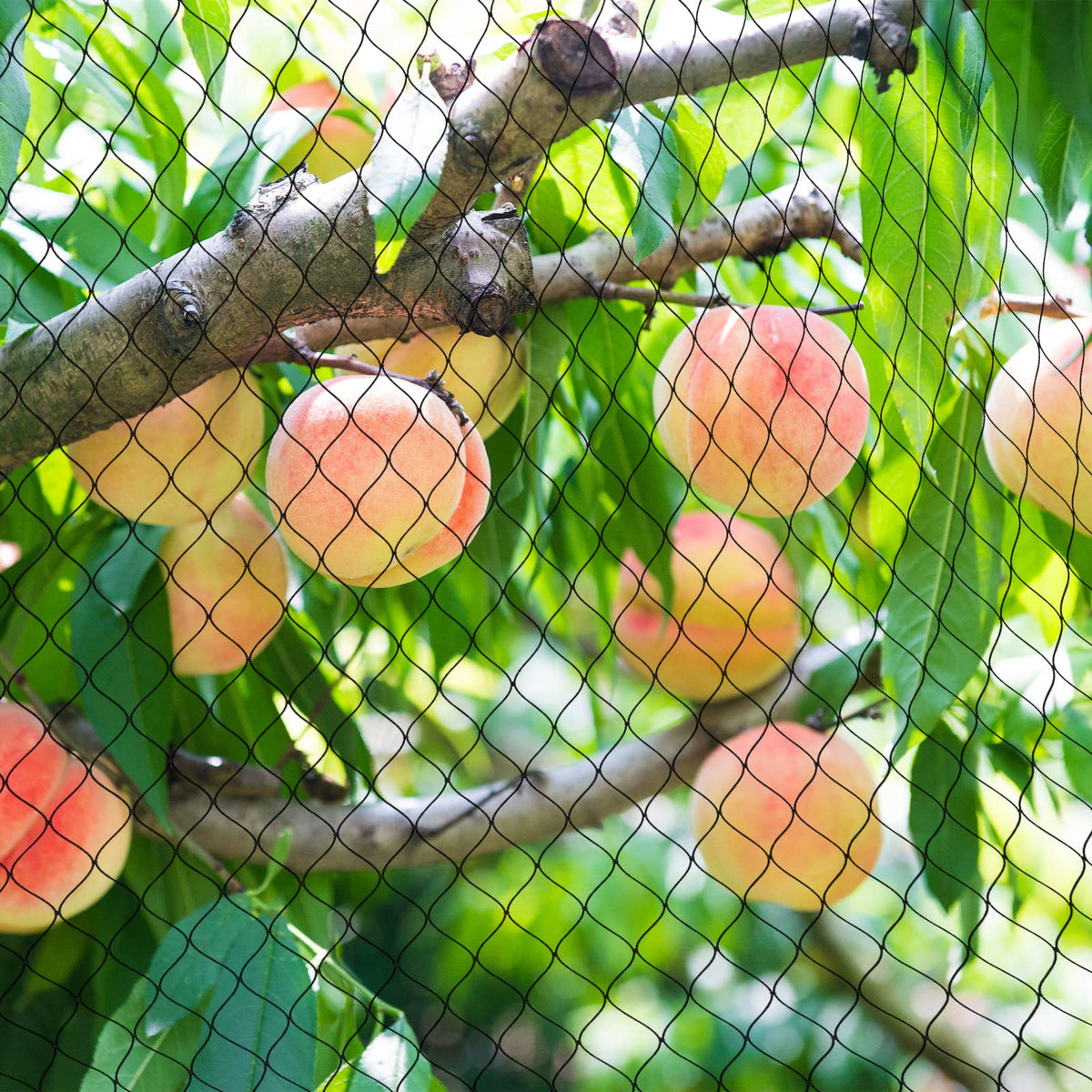 RYHBETH garden netting protects plants while allowing airflow and growth.