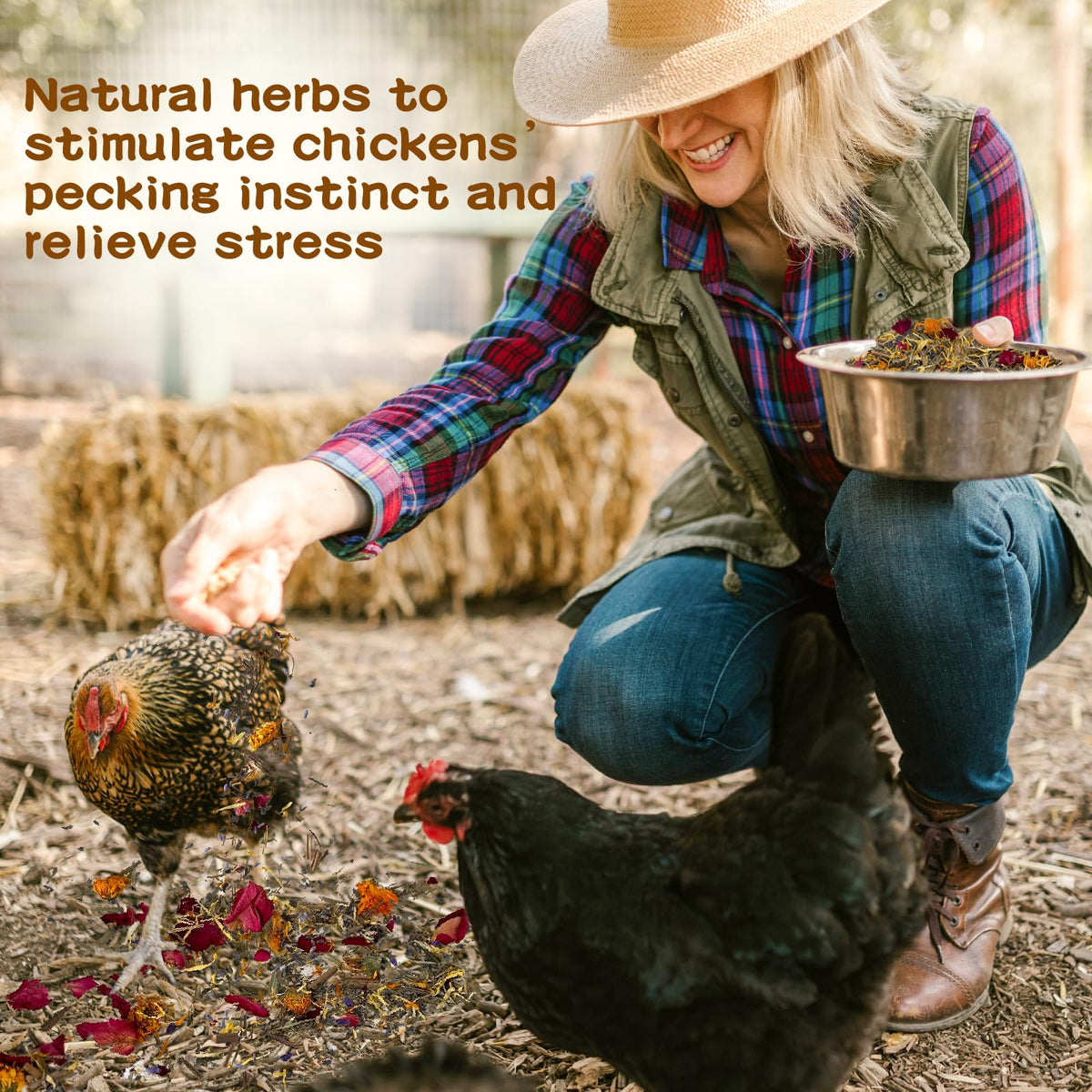 Ryonwise hens relaxed nesting area shows calm, natural behavior during laying