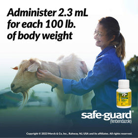 Dosing SAFE-GUARD fenbendazole liquid to cattle using a drench tube.
