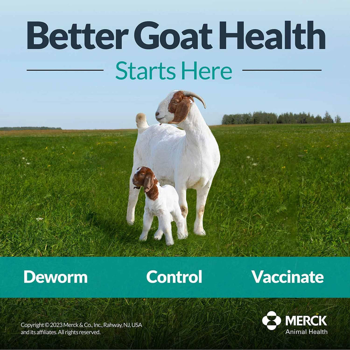 Goats receiving SAFE-GUARD fenbendazole liquid deworming on farm.