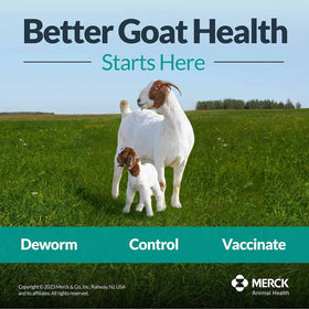 Goats receiving SAFE-GUARD fenbendazole liquid deworming on farm.