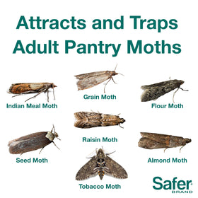 Safer pheromone lure used to attract adult pantry moths for monitoring.