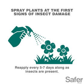 Safer 5118-6 mealybugs on leaf controlled by spray