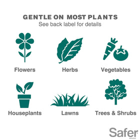 Safer 5118-6 whiteflies on leaves managed with soap spray