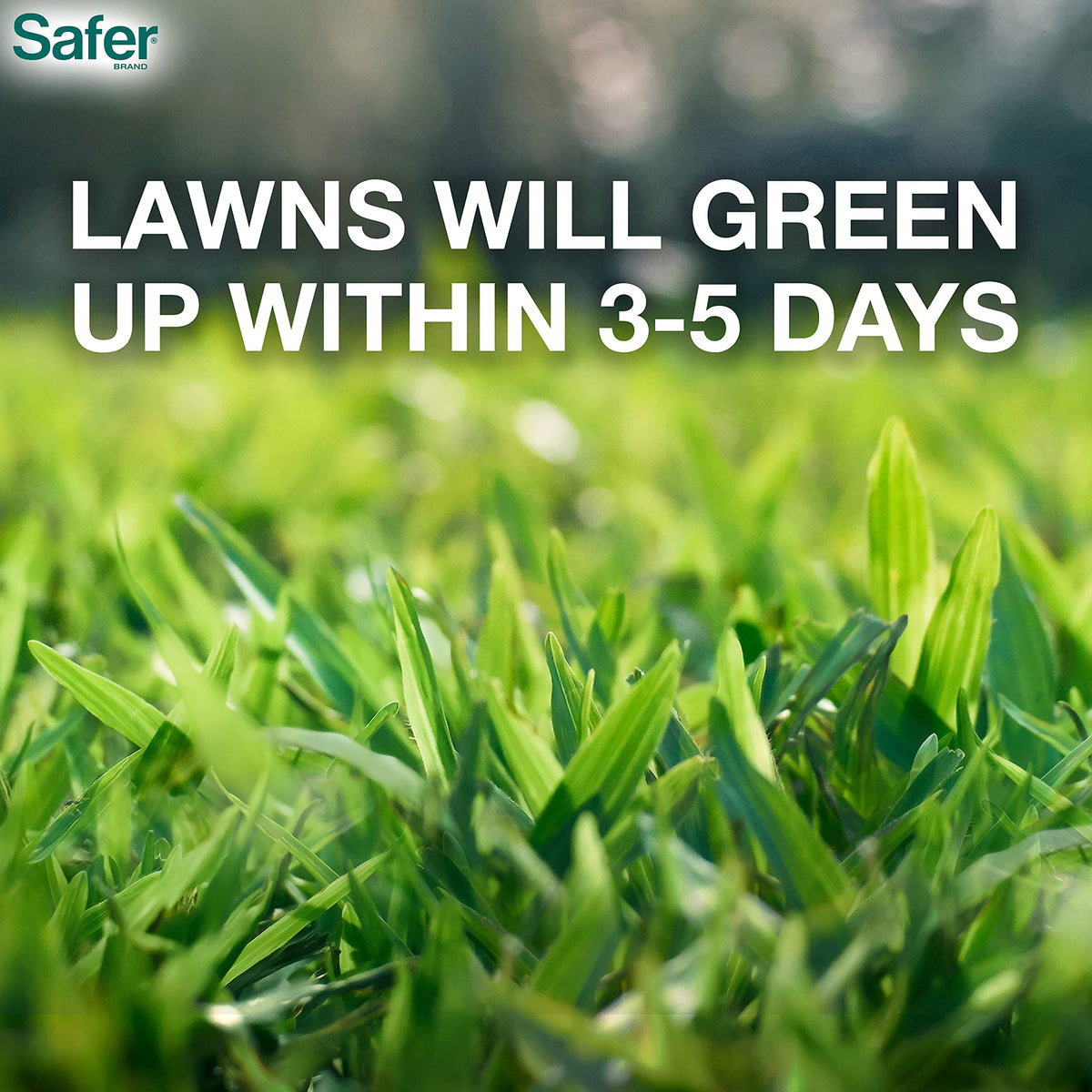 Safer Brand Lawn Restore spreader-application demonstrates even distribution for uniform greening.