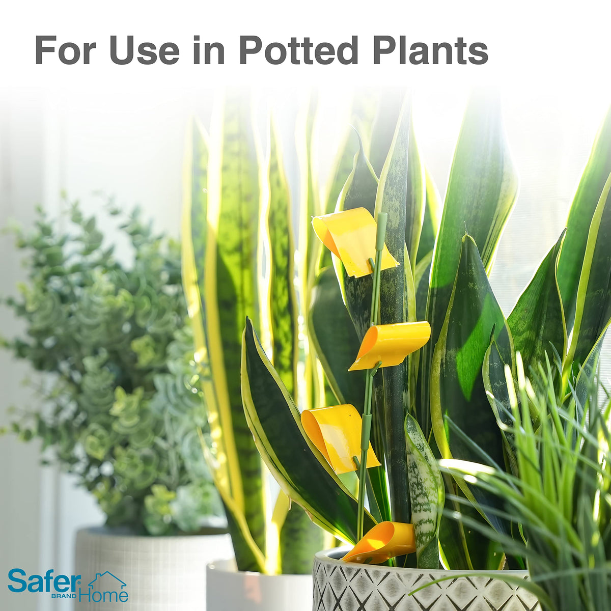 Closeup of Safer Home traps capturing pests like aphids and gnats.