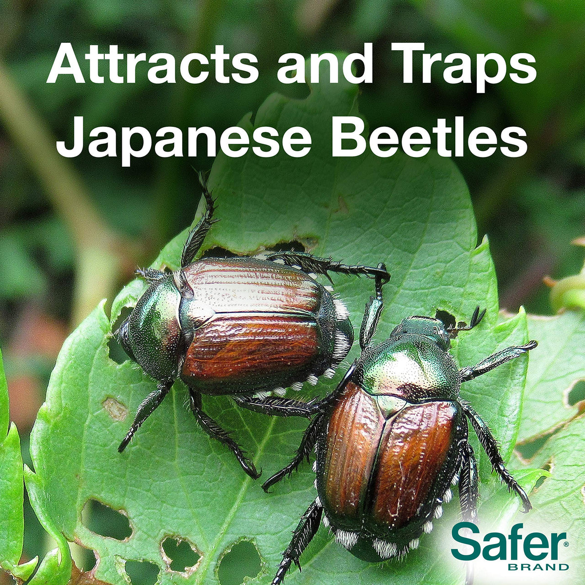 Safer jumbo bags increase capacity for beetle capture outdoors