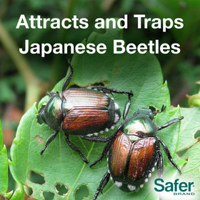 Safer jumbo bags increase capacity for beetle capture outdoors