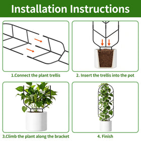 Pothos climbing with Saffruff trellis for neat vertical display.
