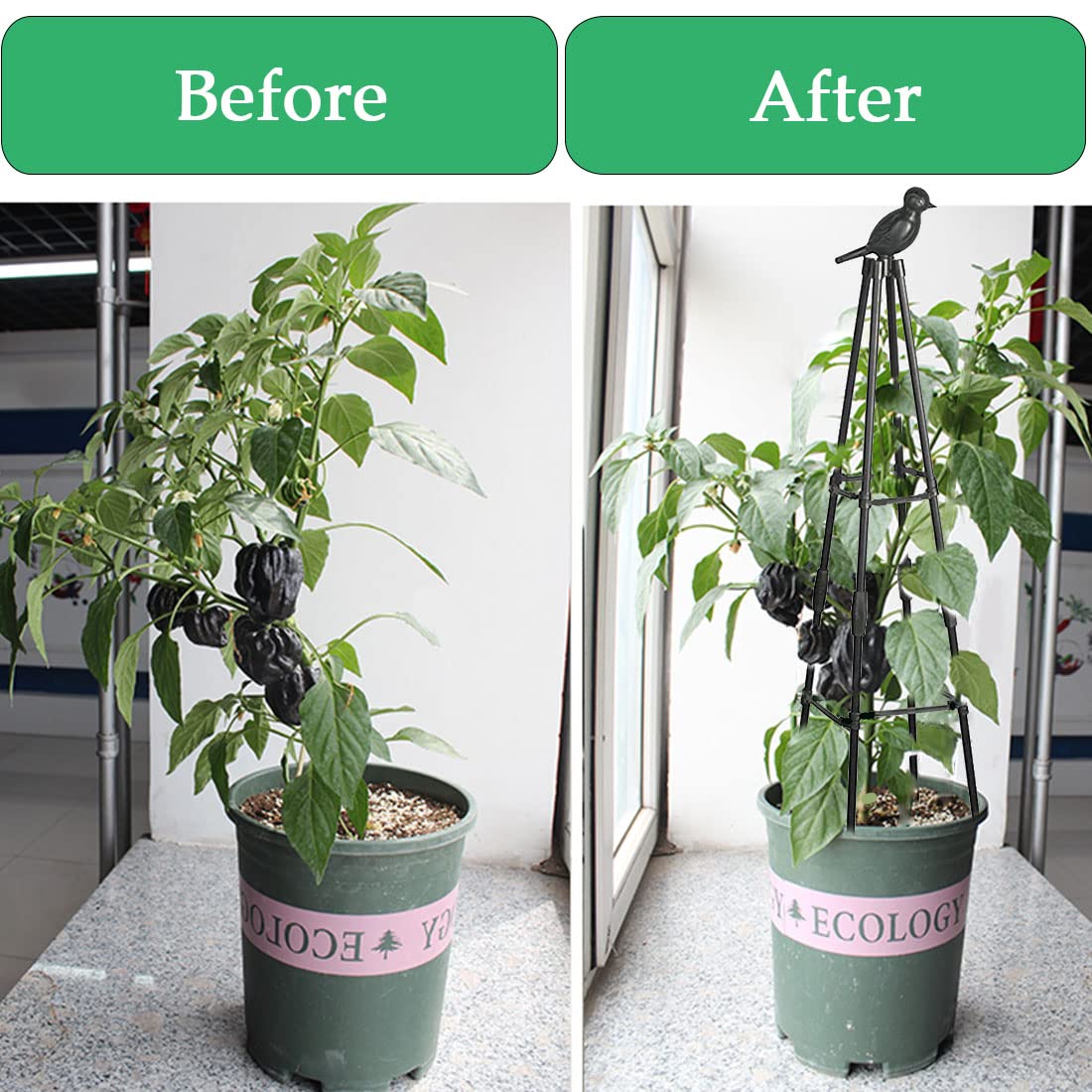 Indoor and outdoor plant stand keeps vines organized.