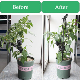 Indoor and outdoor plant stand keeps vines organized.