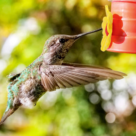 Salbsever hummingbird feeder ports and brushes aid quick cleaning