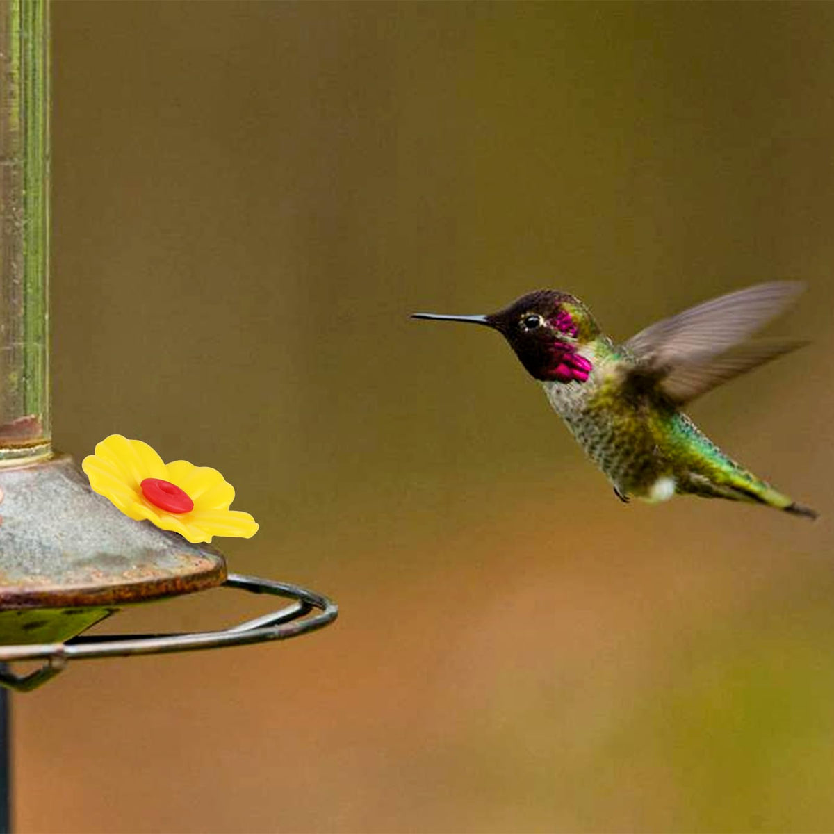 Salbsever outdoor hanging feeder setup shown in garden