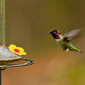 Salbsever outdoor hanging feeder setup shown in garden
