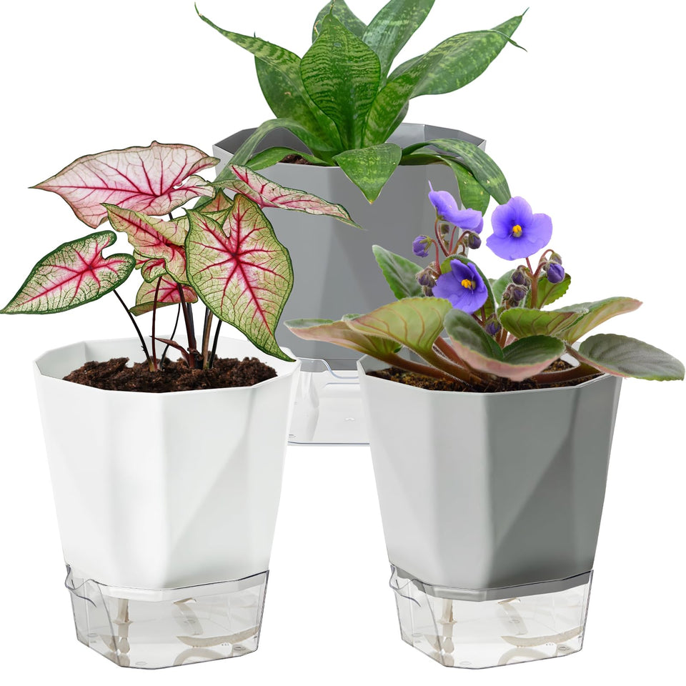 Samhe 3-pack self-watering pot in white keeps African violets thriving on a sunny windowsill.
