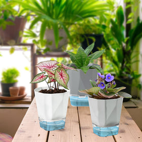Samhe pot with African violet demonstrates compact garden setup for indoor spaces.