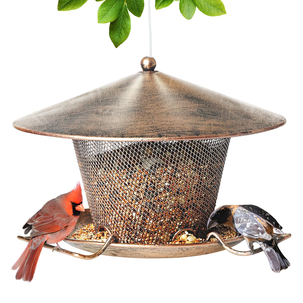 Samhe Bird Feeder, outdoor hanging setup inviting frequent bird visits.