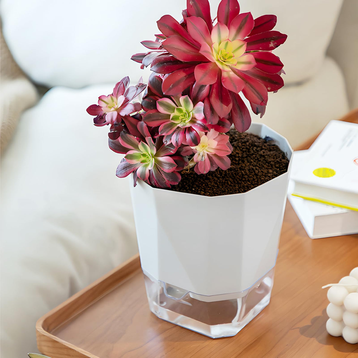 Colorful 3-pack packaging makes a thoughtful gift for plant lovers.