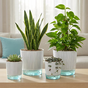 Samhe pot suitable for orchids and African violets in indoor setups
