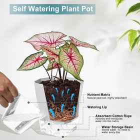 Transparent reservoir shows water level at a glance to simplify refilling.