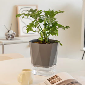 Bright windowsill setup showcases versatile use for herbs, succulents, or blooms.