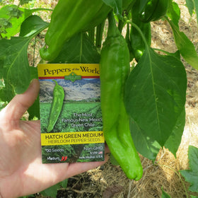 Sandia Seed Hatch Green Medium Big Jim chiles on vine ideal for roasting.