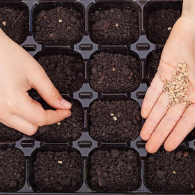 Sandia Seed Hatch Green Medium Big Jim non-GMO seeds support home gardening.