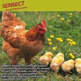 SANSECT mealworms as a duck treat during winter for energy