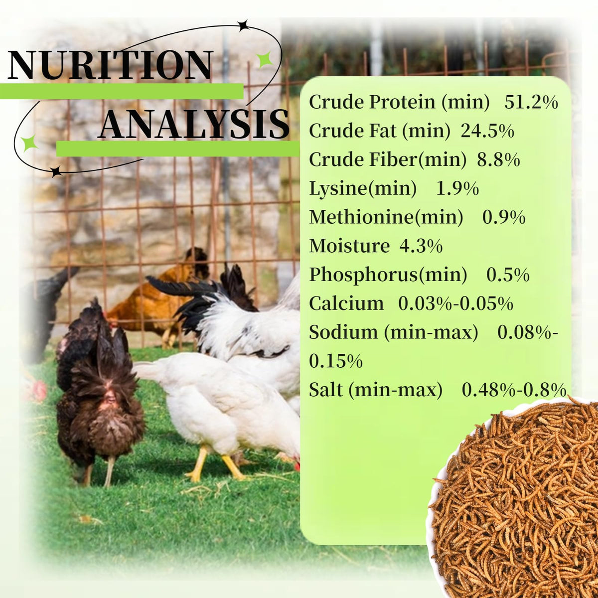 SANSECT mealworms close-up shows high-protein content for birds