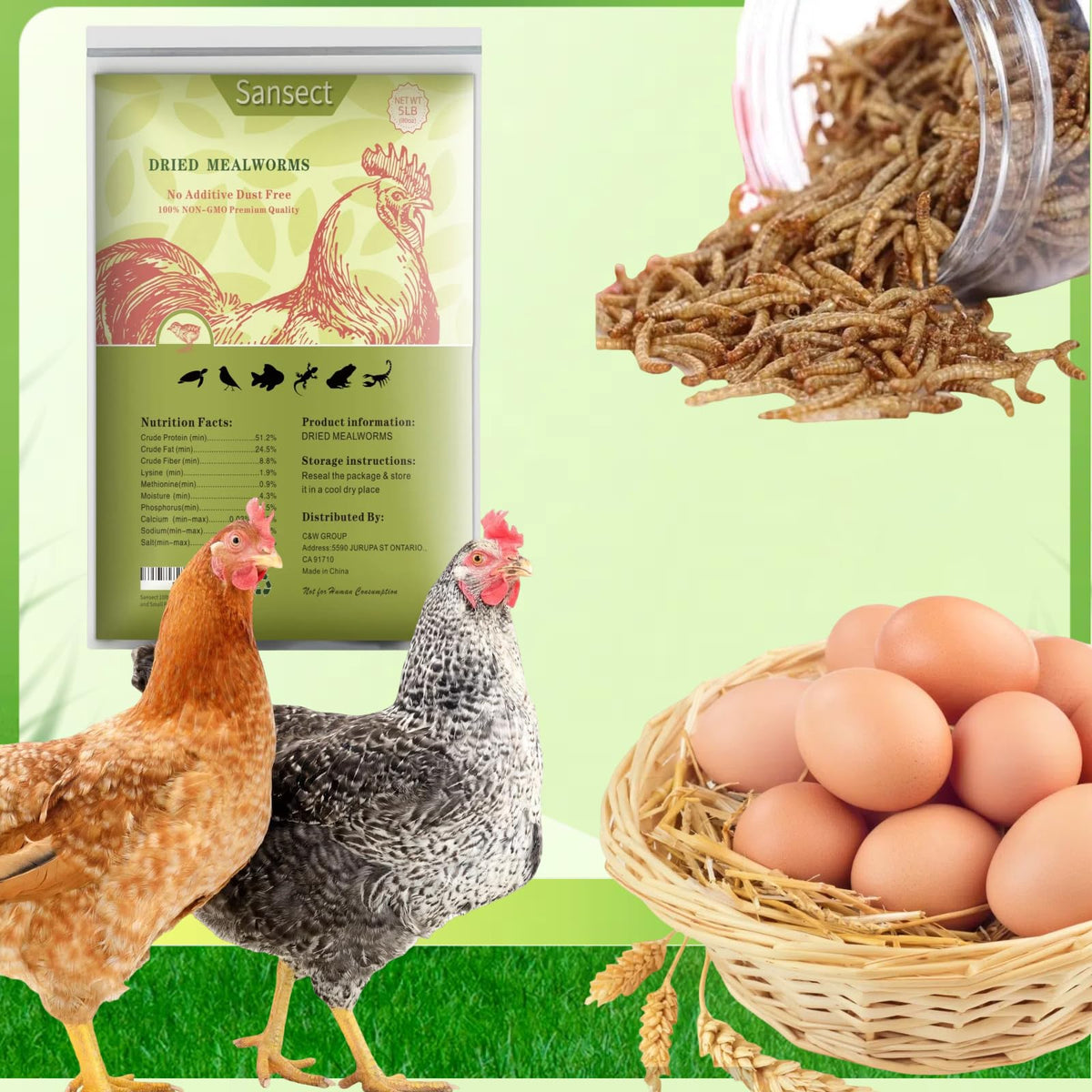 SANSECT mealworms in bowl highlight premium protein snack for chickens
