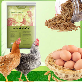 SANSECT mealworms in bowl highlight premium protein snack for chickens