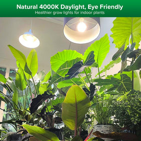 SANSI Grow Light with optical lens delivers even PPFD distribution for robust plant growth.