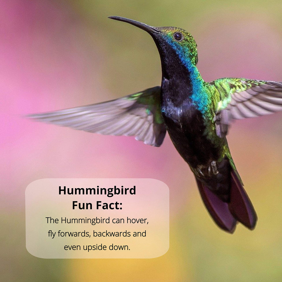 Hummingbirds visit when nectar stays fresh with Nectar Defender in warm months