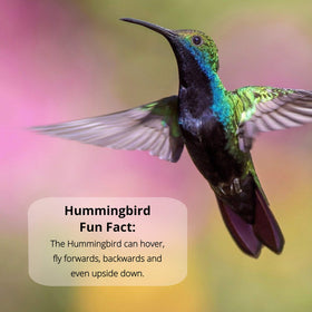 Hummingbirds visit when nectar stays fresh with Nectar Defender in warm months