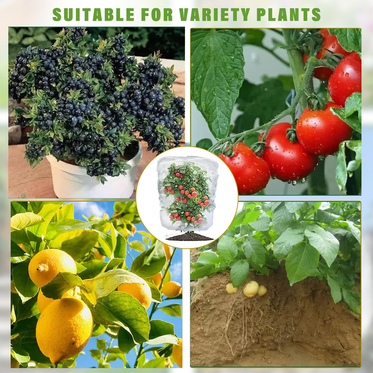 SATXTREM berry netting for blueberry bushes protects ripening fruit from birds