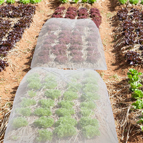Sawysine mesh protection for strawberries and berries to deter animals.