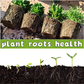 Sayehuanye indoor outdoor seed starter is versatile for many plants.