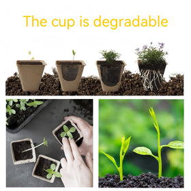 Sayehuanye seed starter tray shows drainage holes for moisture control.