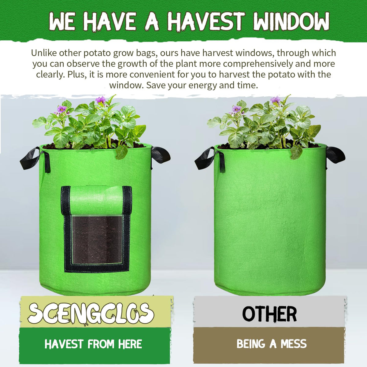 SCENGCLOS harvest window detail highlighting clear growth visibility.