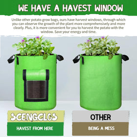 SCENGCLOS harvest window detail highlighting clear growth visibility.