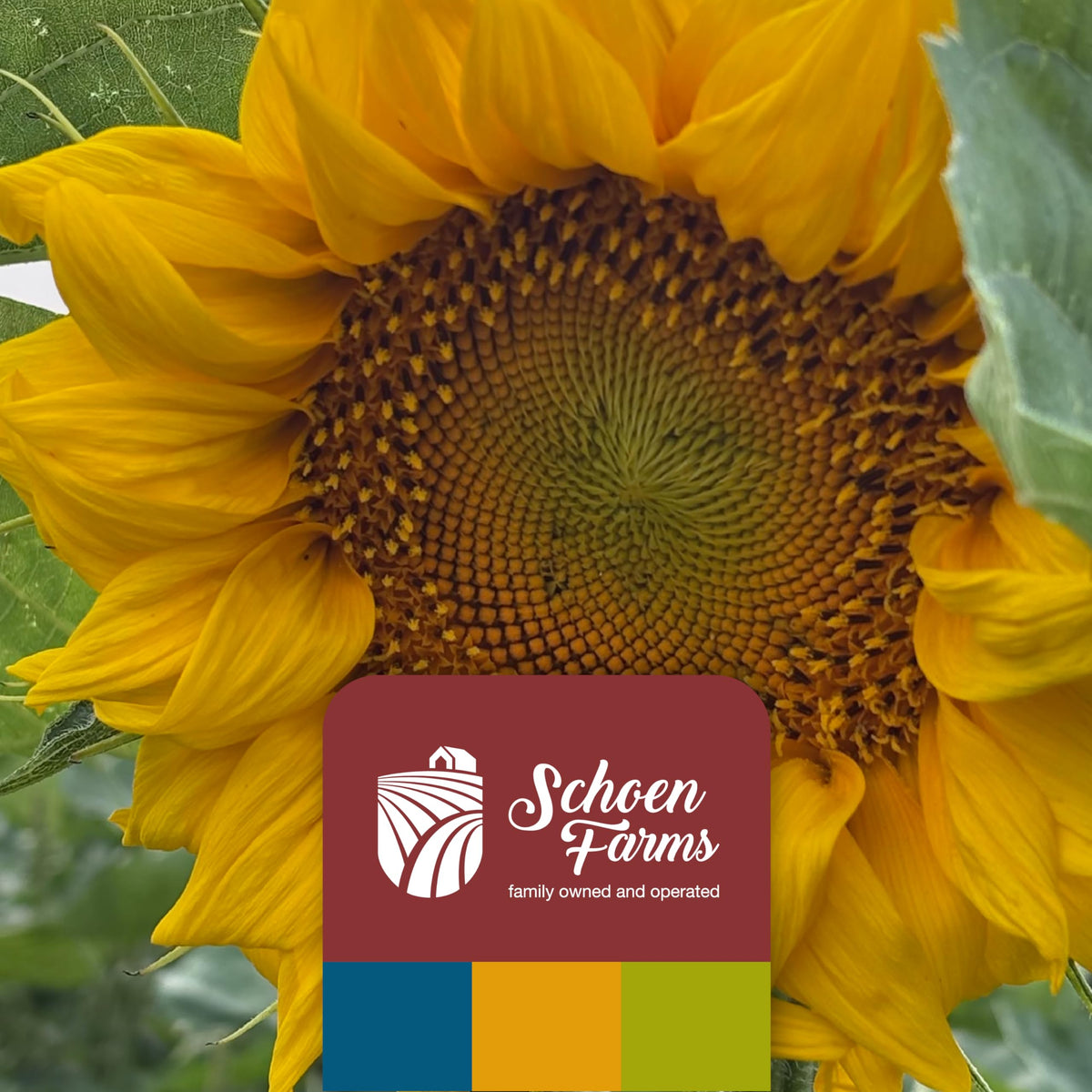 Schoen Farms diversified bird attraction with striped seeds